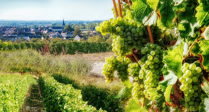 Pouilly avec vue des vignes